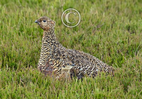  Red Grouse with Chick DM2073